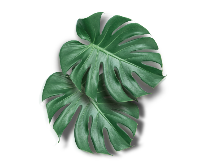 Listovi2